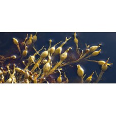 Kelp - 100 Capsules