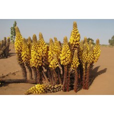 Cistanche Tubulosa Extract 20:1 - 100 Capsules a 400mg