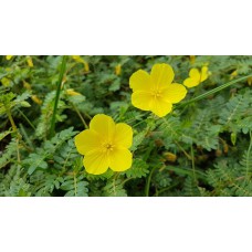 Tribulus Terrestris - 100 Tabletten